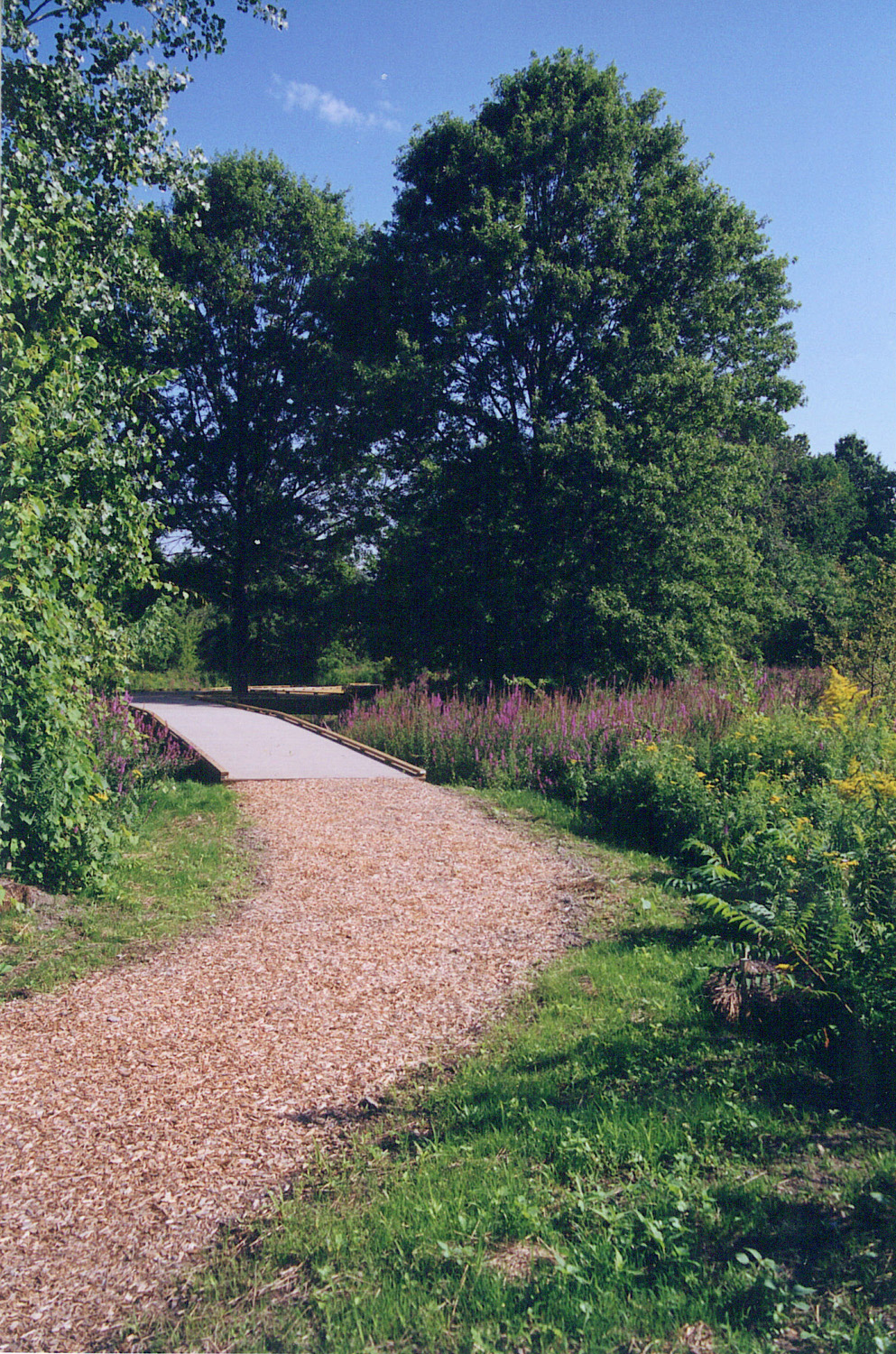 BostonNature1_pathtobridge_.jpg