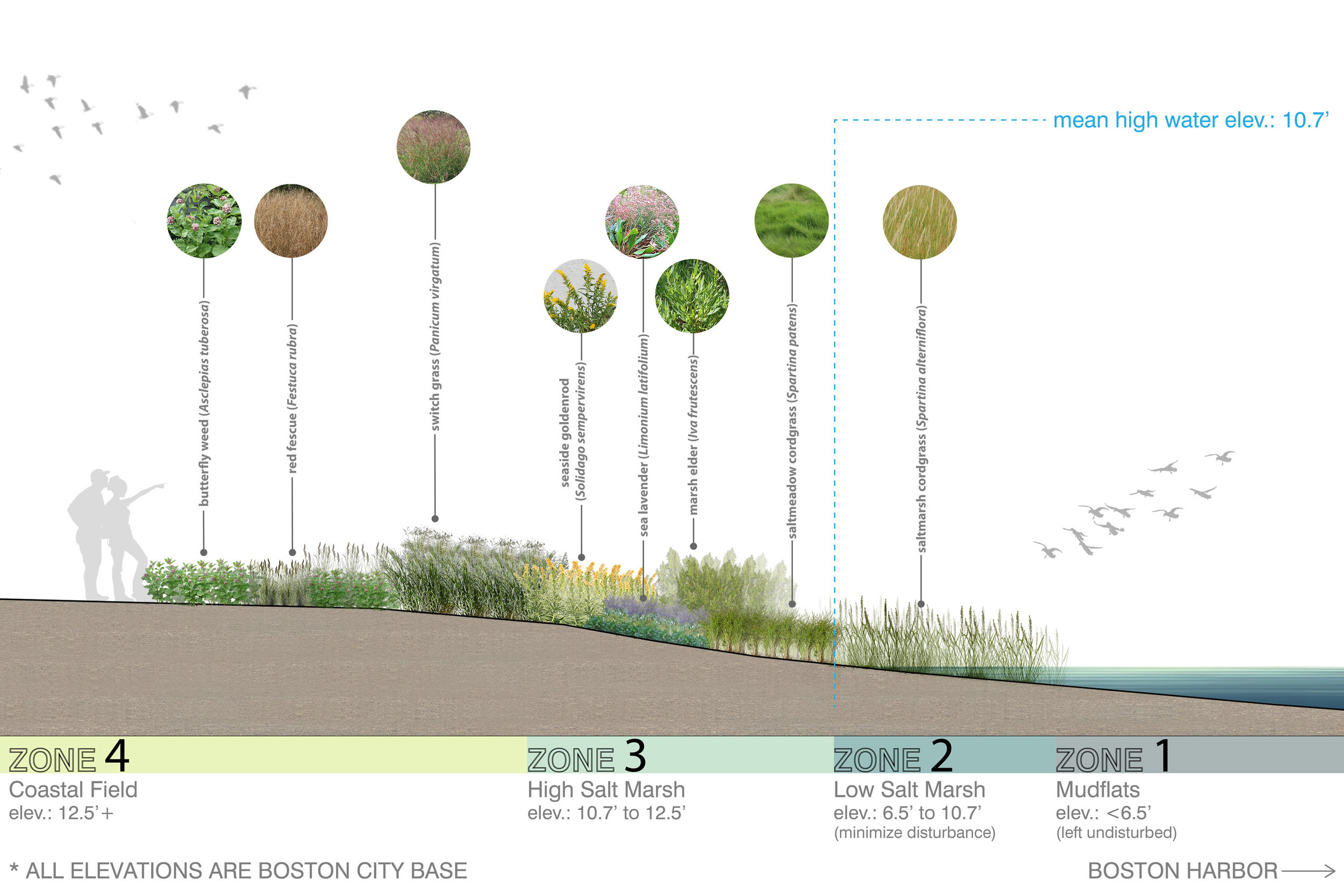 Clippership Wharf Ecological Cross Section.jpg