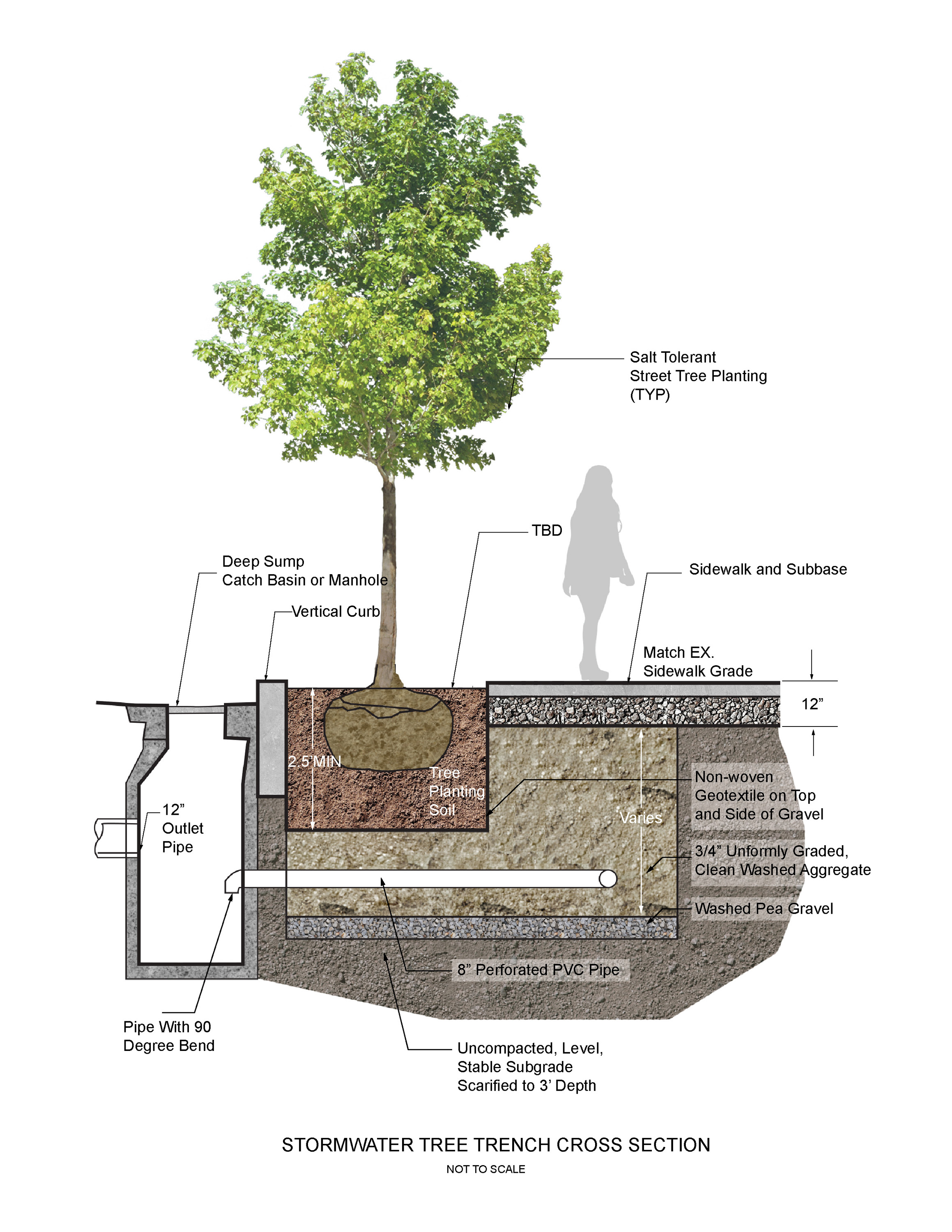  Willard Street - Stormwater Tree Trench Cross Section 