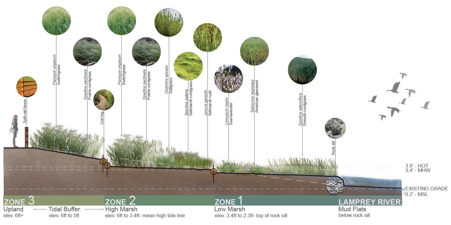 Proposed Living Shoreline Section