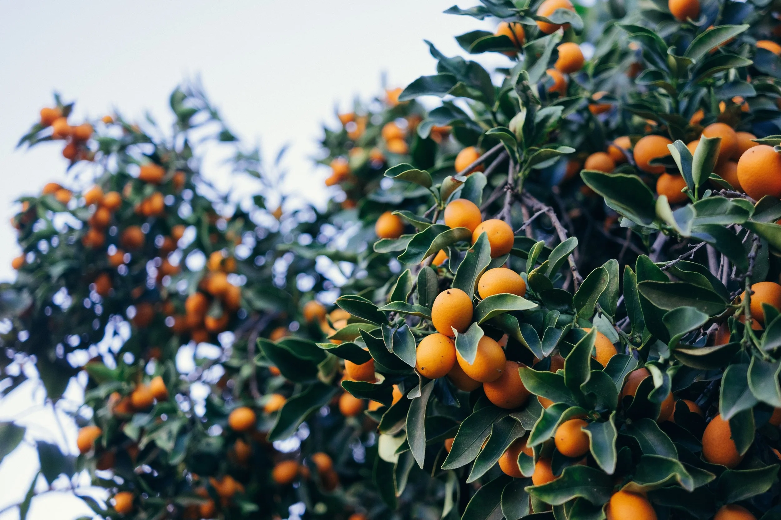 paul-hanaoka-BrxVmV_TBjA-unsplash.jpg