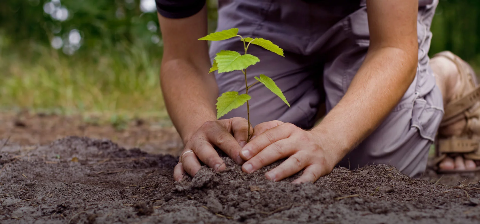 tree planting.jpg