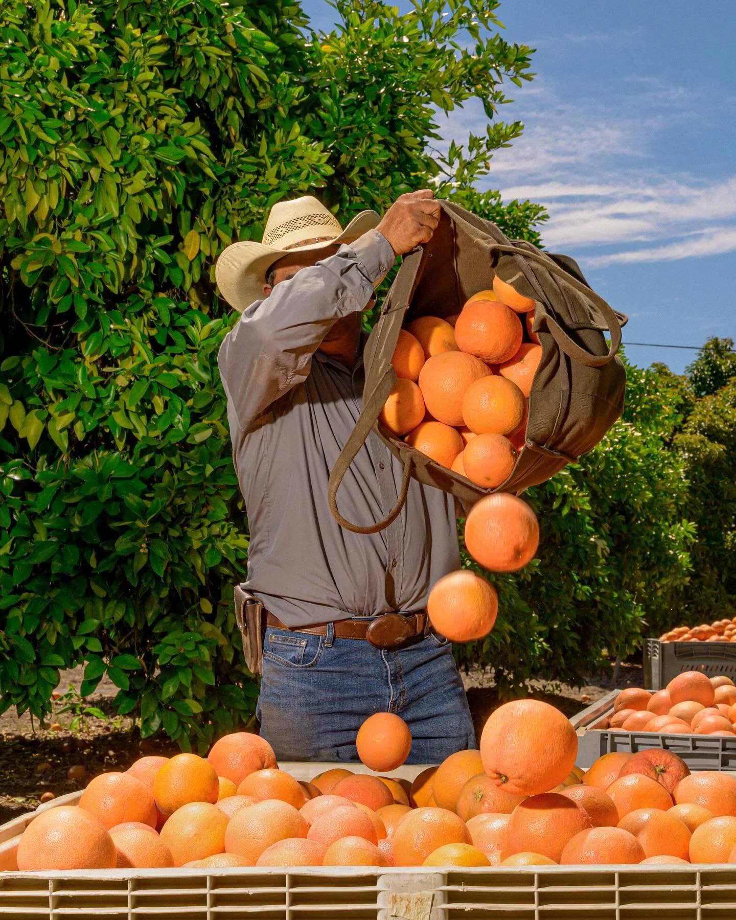 Sweet Citrus&hellip; In June I created photos and videos at the @perricone.farms orchard in Southern California for their new website launch with the incredible @human.nyc

Now everytime I see @nataliesoj I&rsquo;m going to wonder if inside the bottl