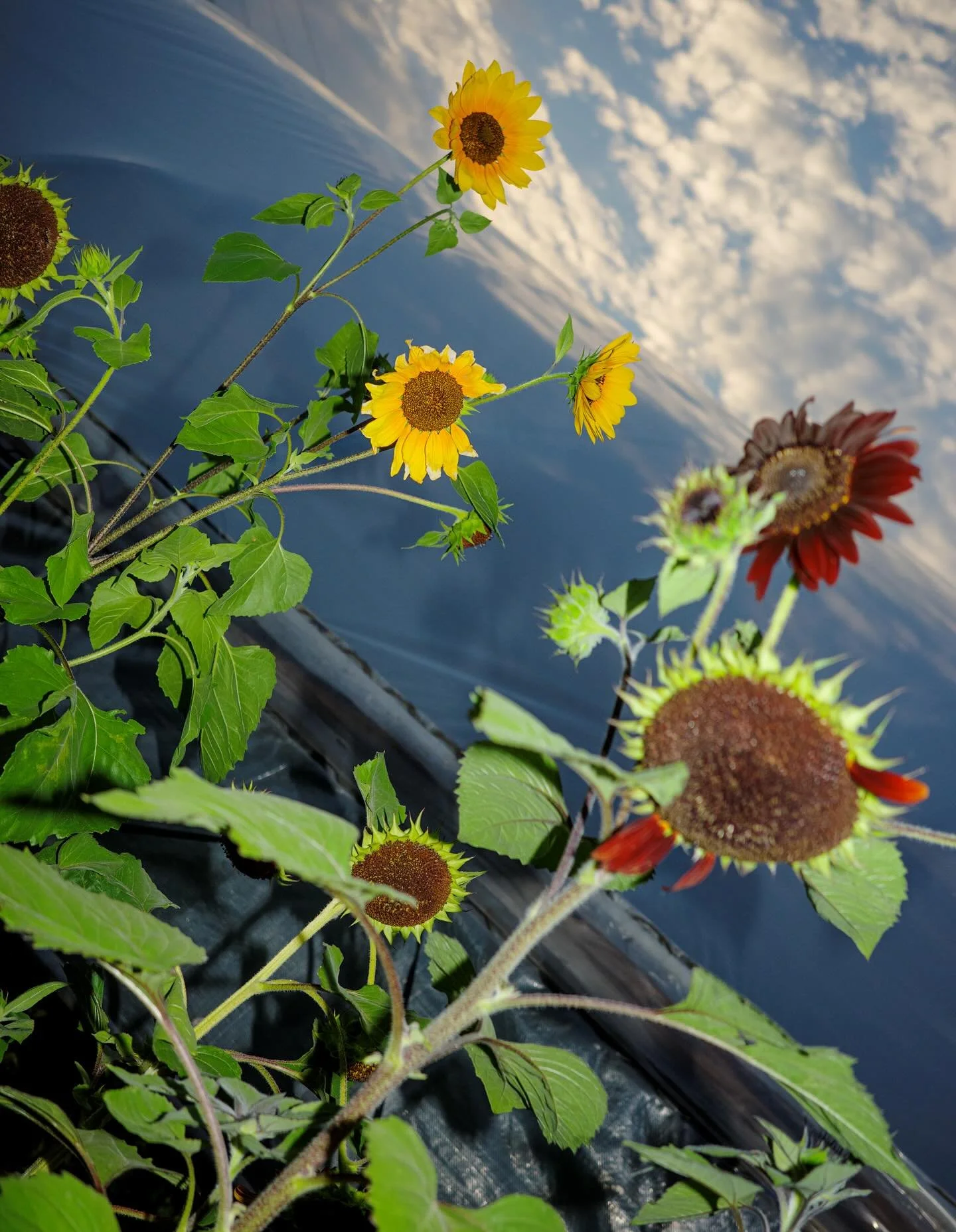 Zantor&rsquo;s Magic Ice&hellip; 🧊 cool me!