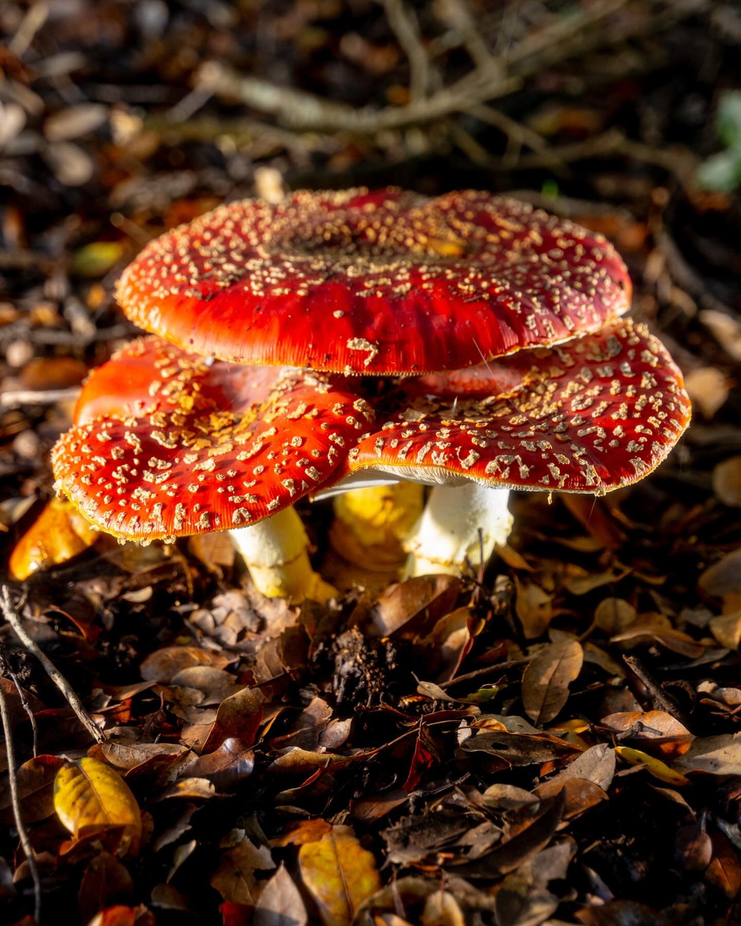 Finally got to see some amanita muscaria (fly agaric) mushrooms after meeting my new friend Don at a robot fight who told me to visit him. MAJOR WIN FOR ME!