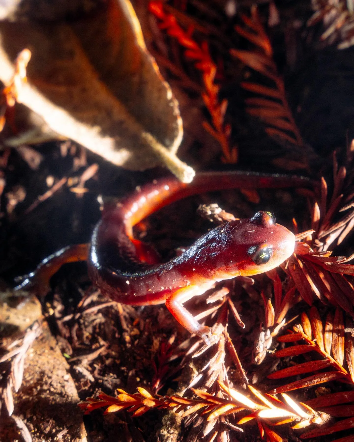 Lil salamander friend. Worth the $45 ticket for taking a hike past sunset (6:07pm can&rsquo;t believe this shit).