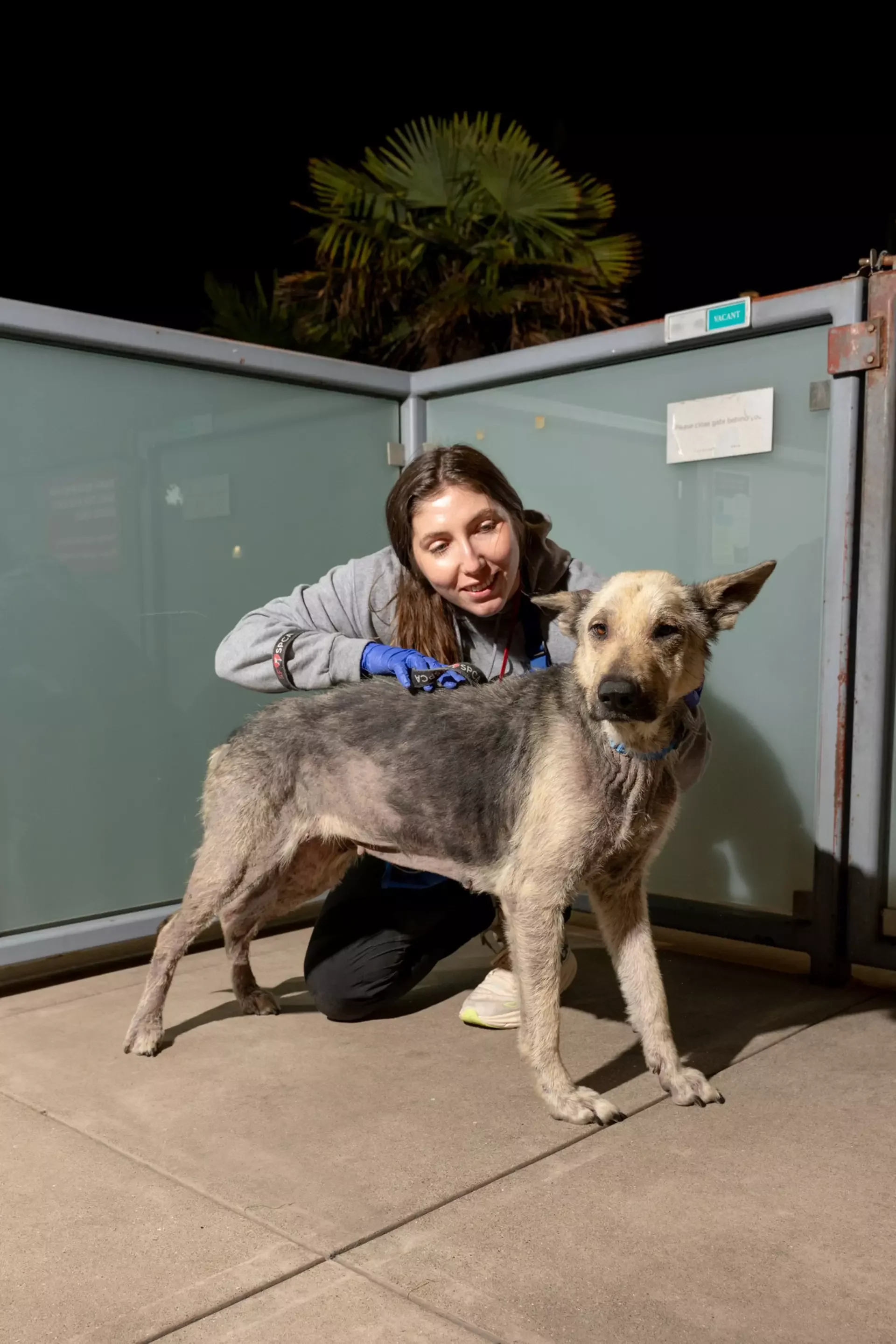 SF takes in 30 L.A. shelter animals amid devastating fires