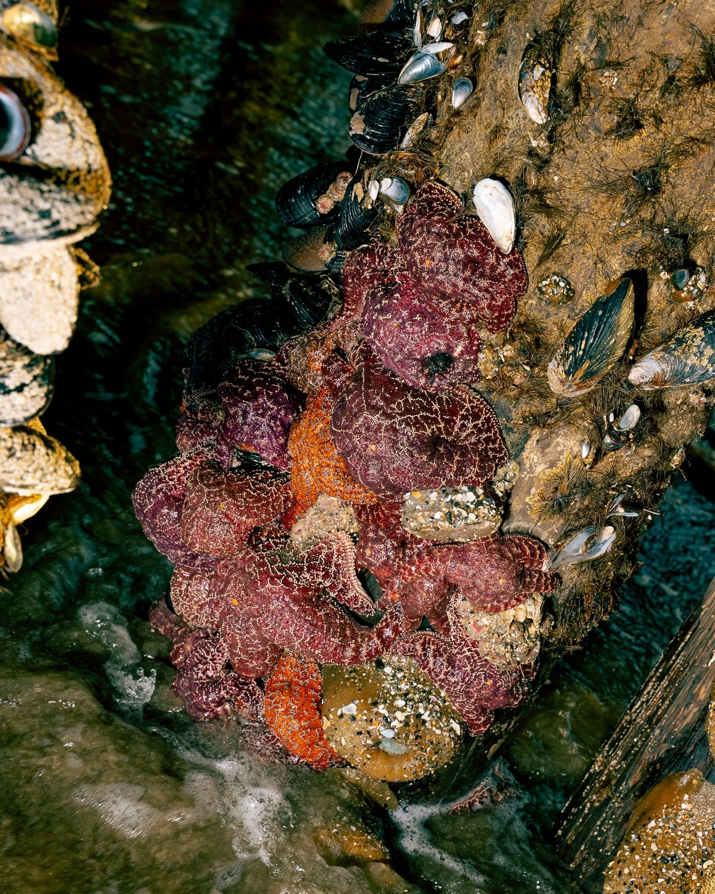 Photo walk on the beach and in the redwoods with my friend and great inspiration @brianmkaiser dang did it feel good to hang with an get some flicks with a fellow midwesterner out west. 🥳 last two are his SICK pix of me ya ya!