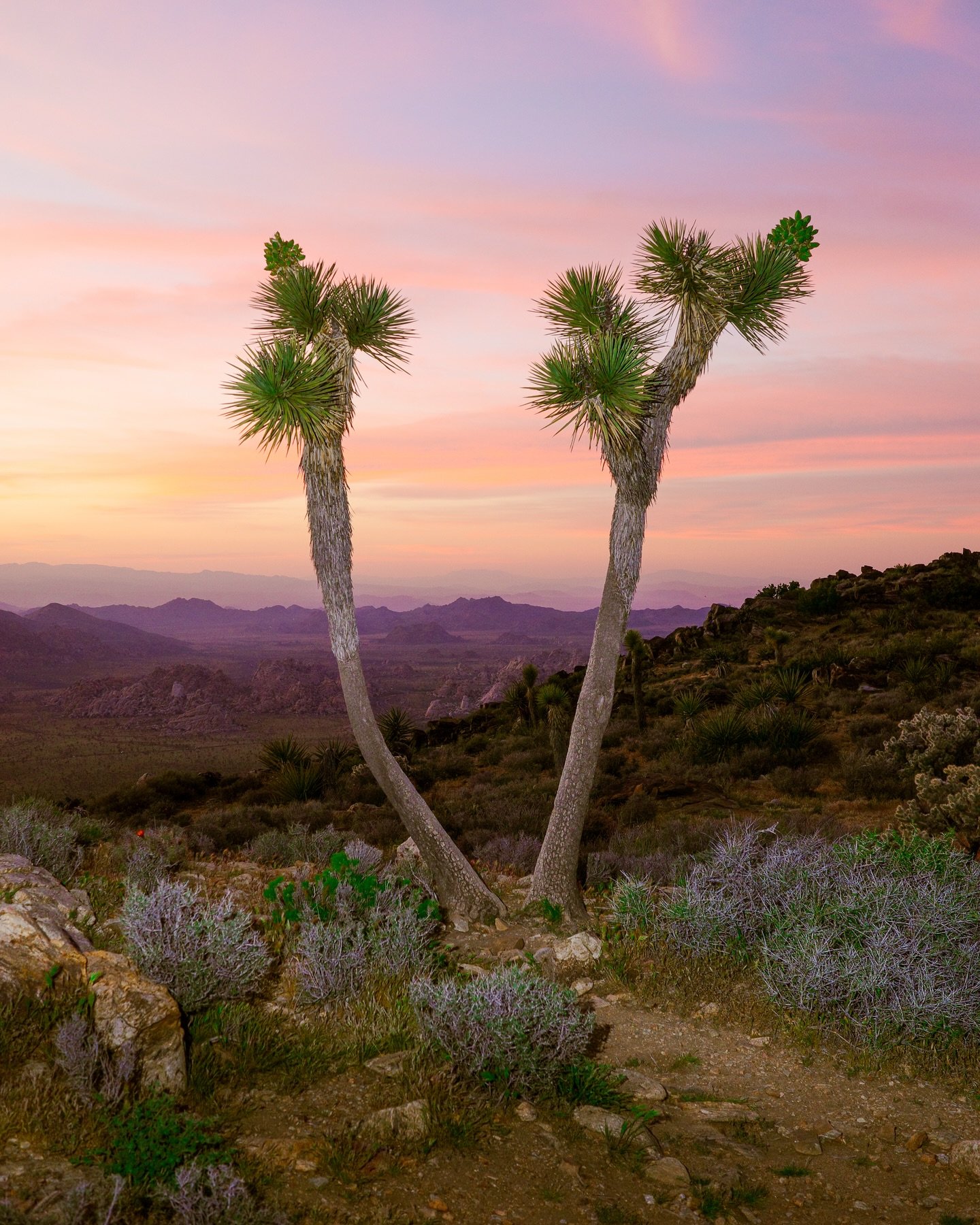 Blasting trees in Joshua Tree with @summerliketheseasonmusic last week.