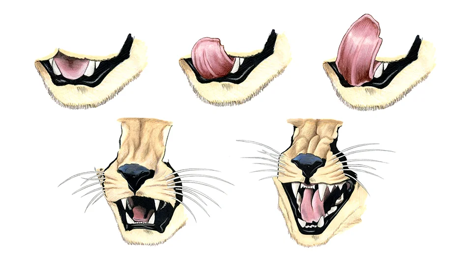 cheetah animation 2.jpg