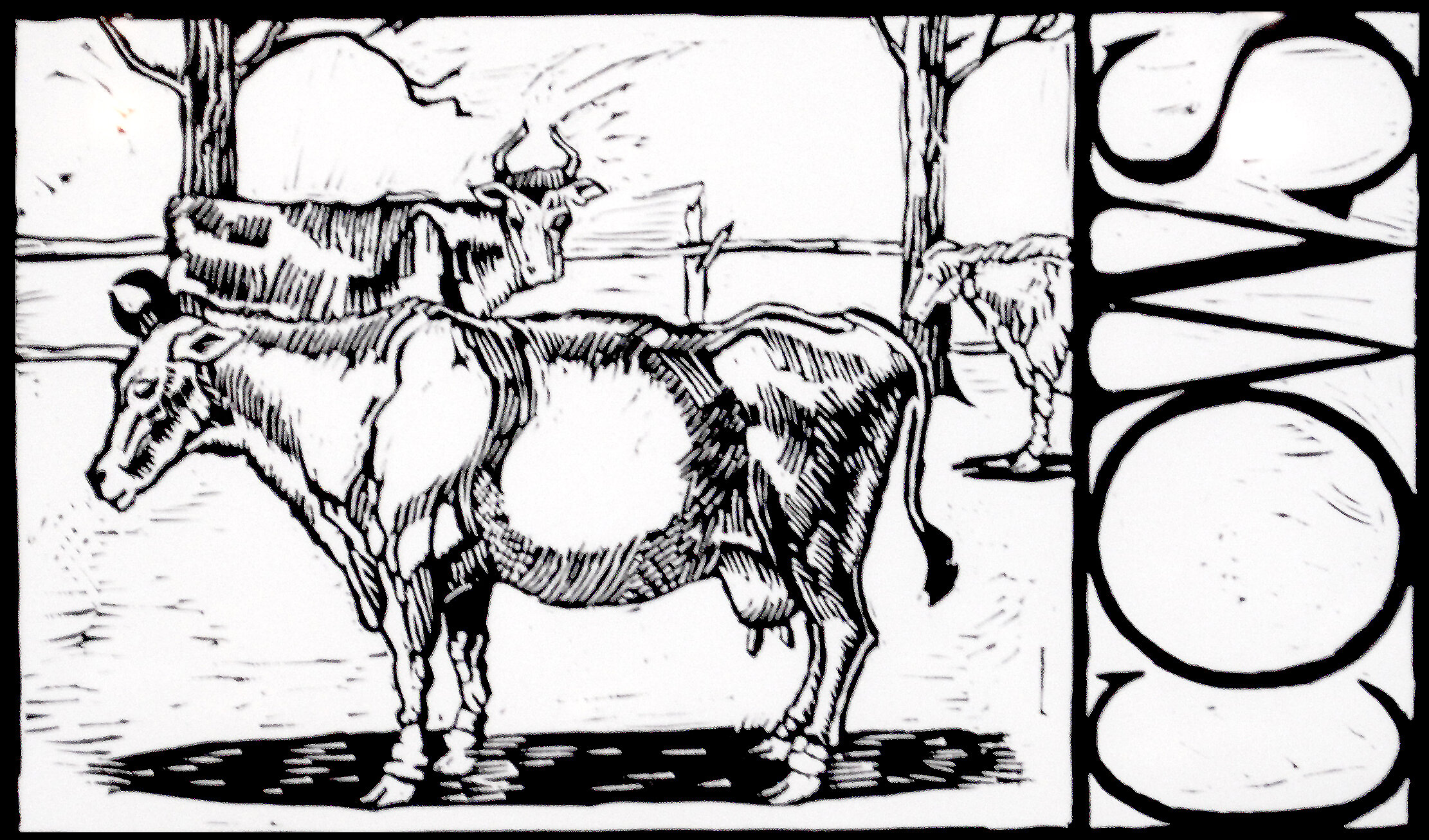 Paul Healey Cows — Cobalt Art Gallery