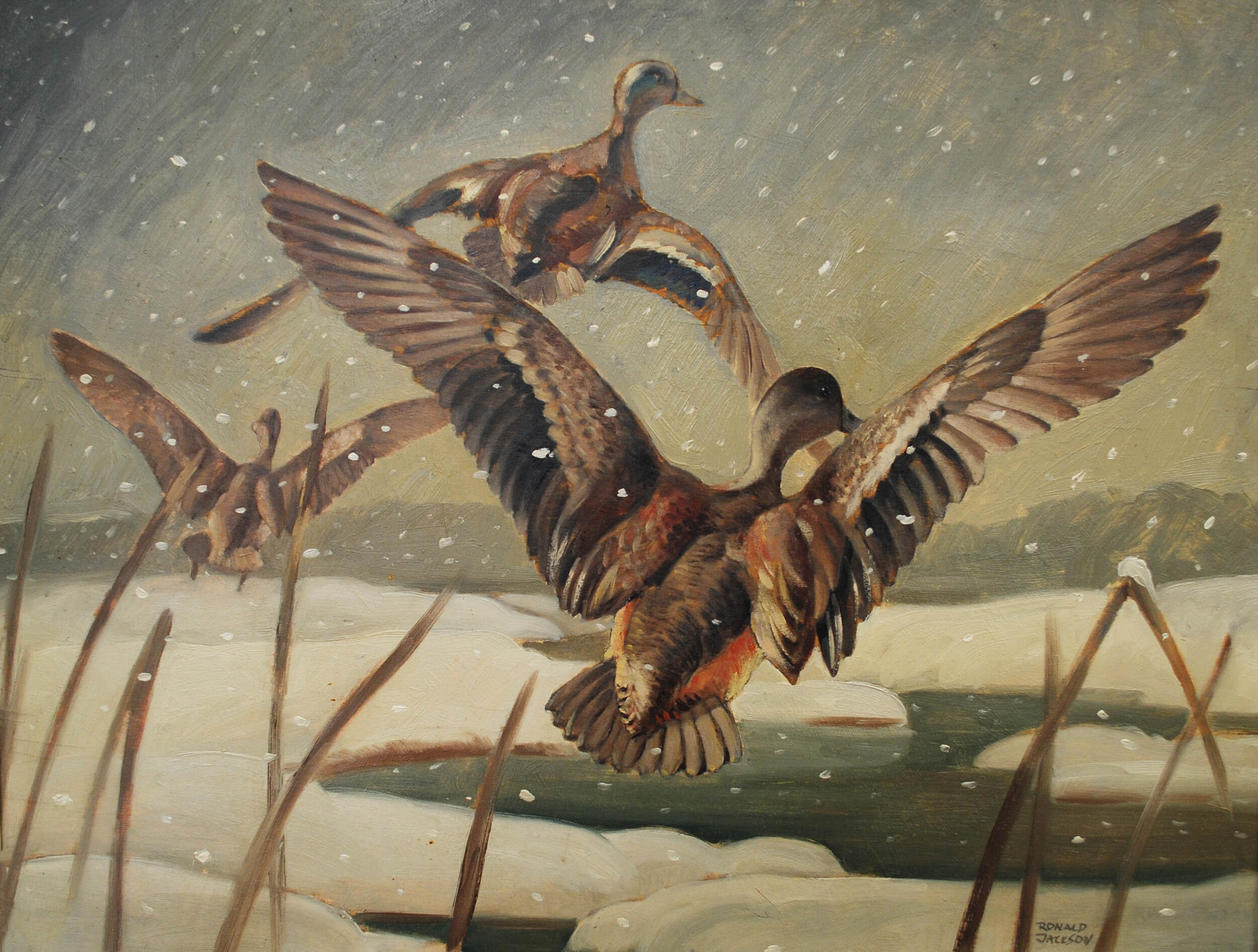 Ronald Jackson - Long Tailed Ducks