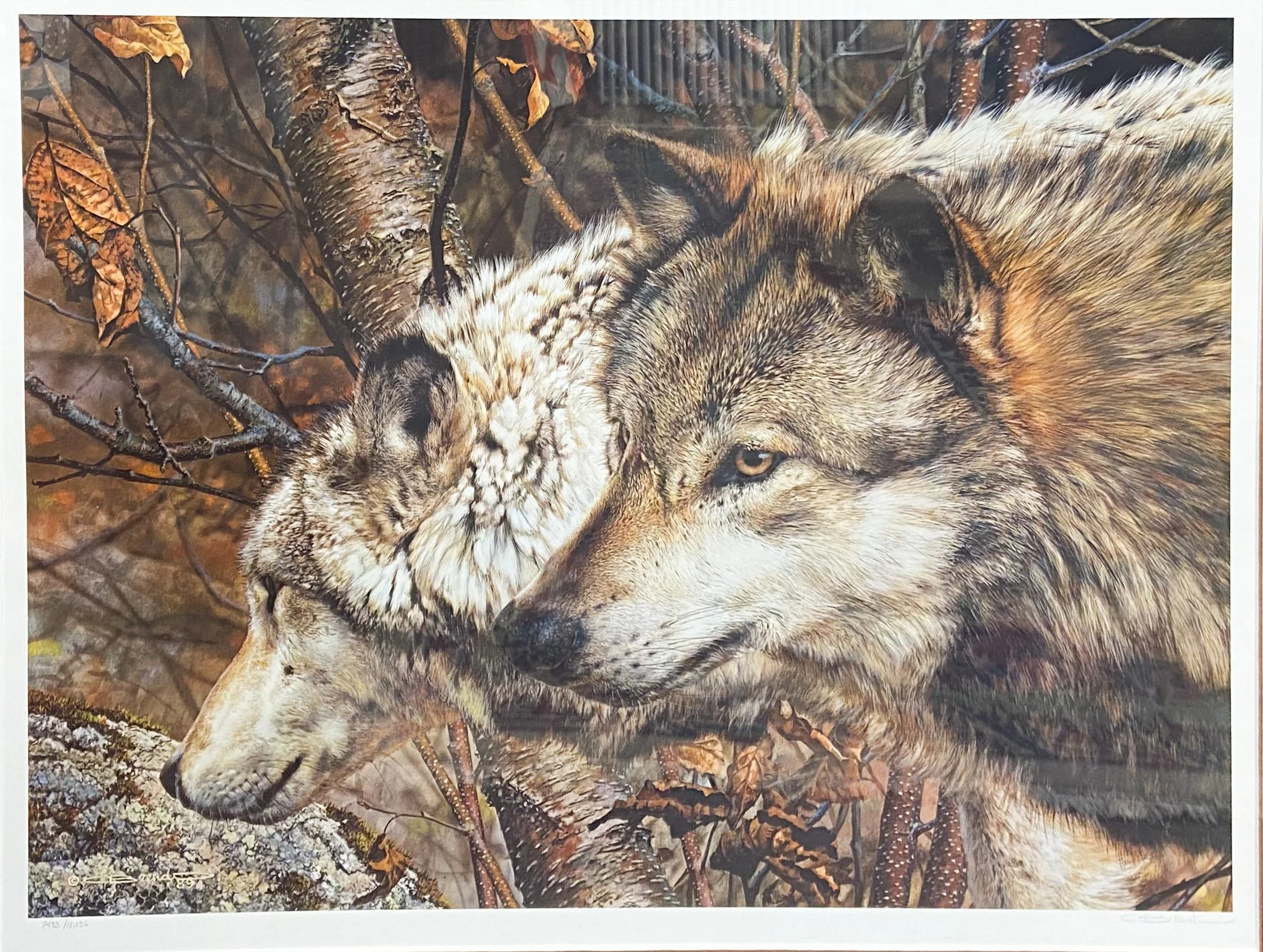 Carl Brenders - The Companions