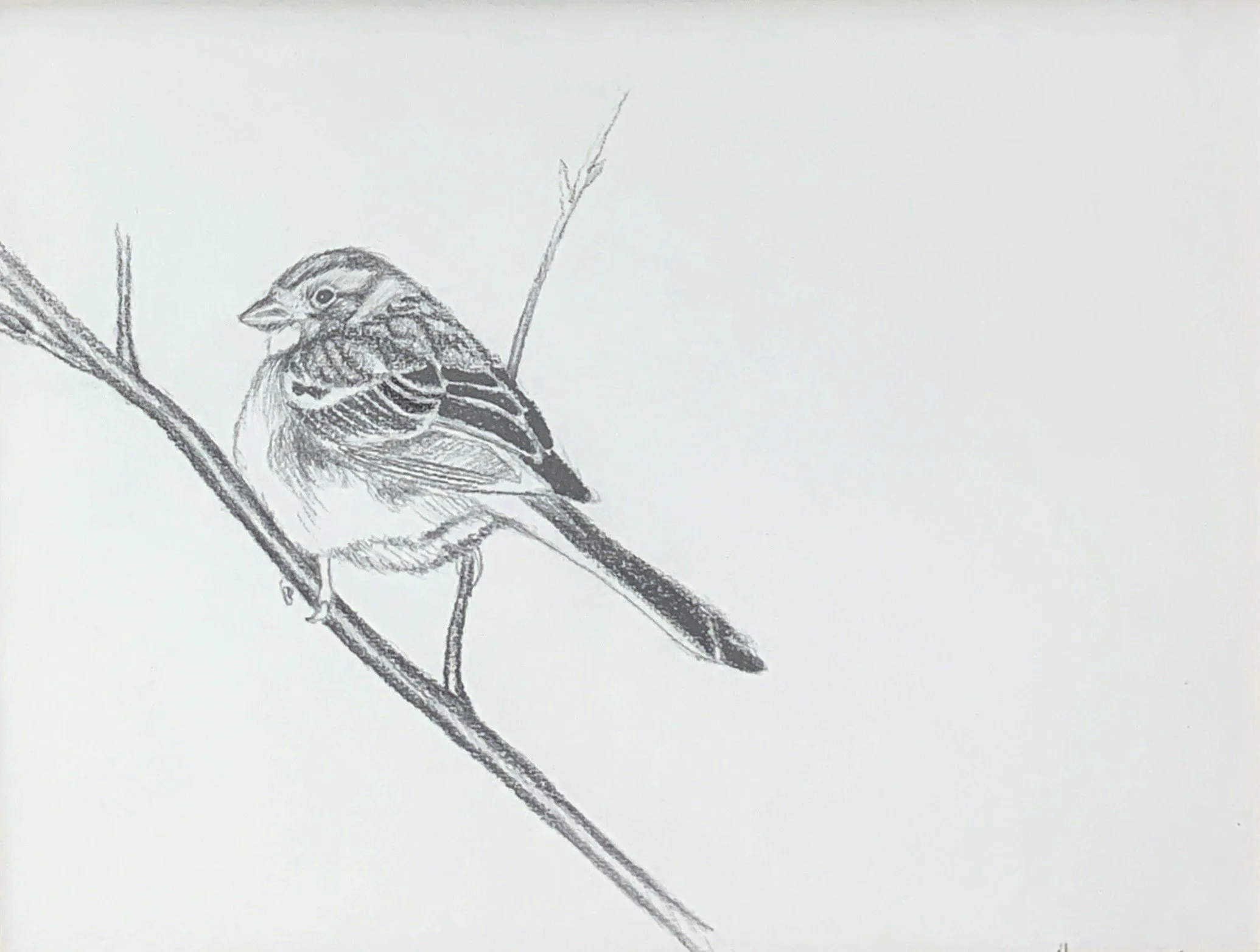 Paul Healey - Little Sparrow; Over the Shoulder