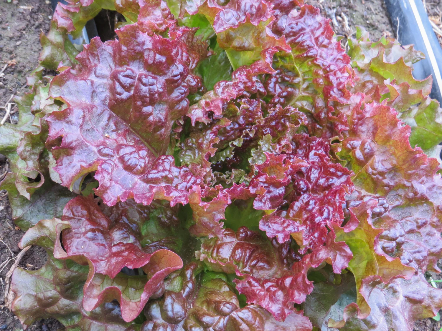 FLF-2599.jpg