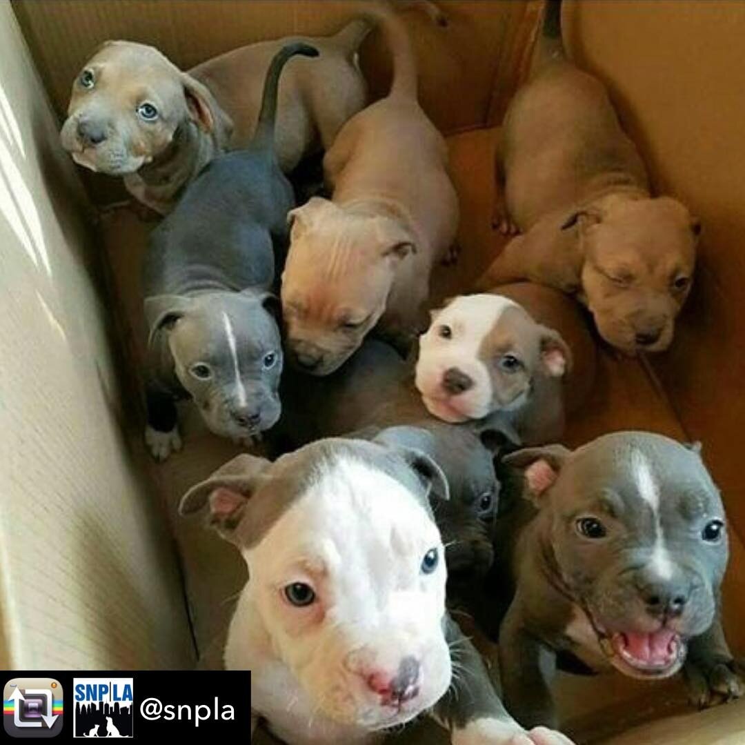 Shameless, gratuitous box o' puppies regram. 😳🐶🐶🐶🐶🐶🐶🐶🐶🤣 I love and support @snpla for all that they do to offer low-cost spay, neuter, and care for the pups and kitties of the L.A. region. Donate to them, or your local version, if you can, 