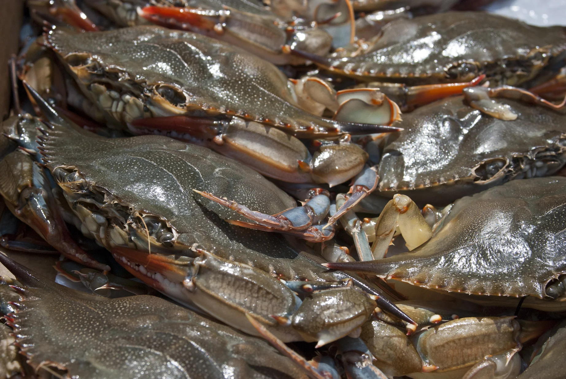 DSC_0256crabs.jpg