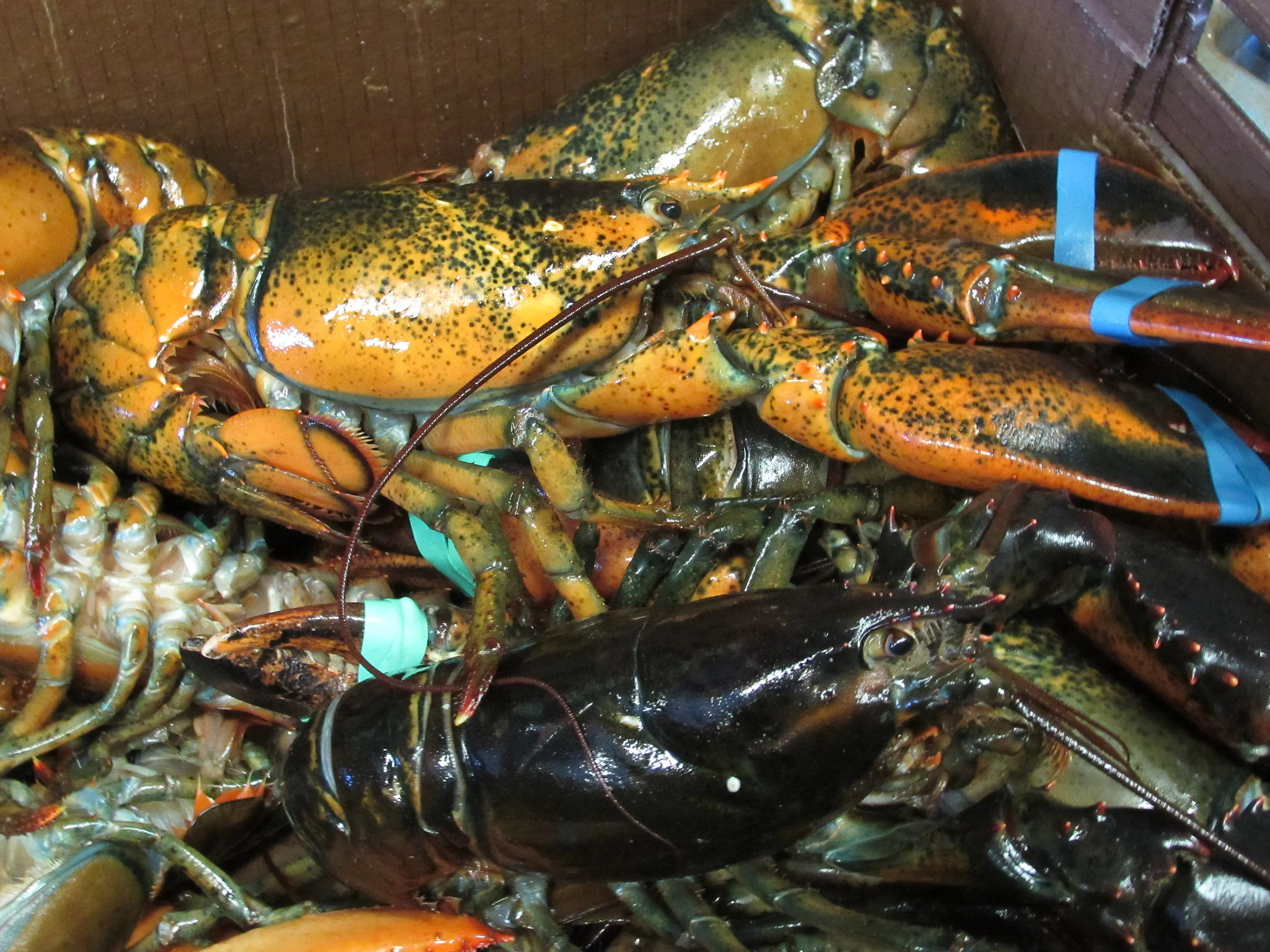 IMG_5662lobsters.jpg