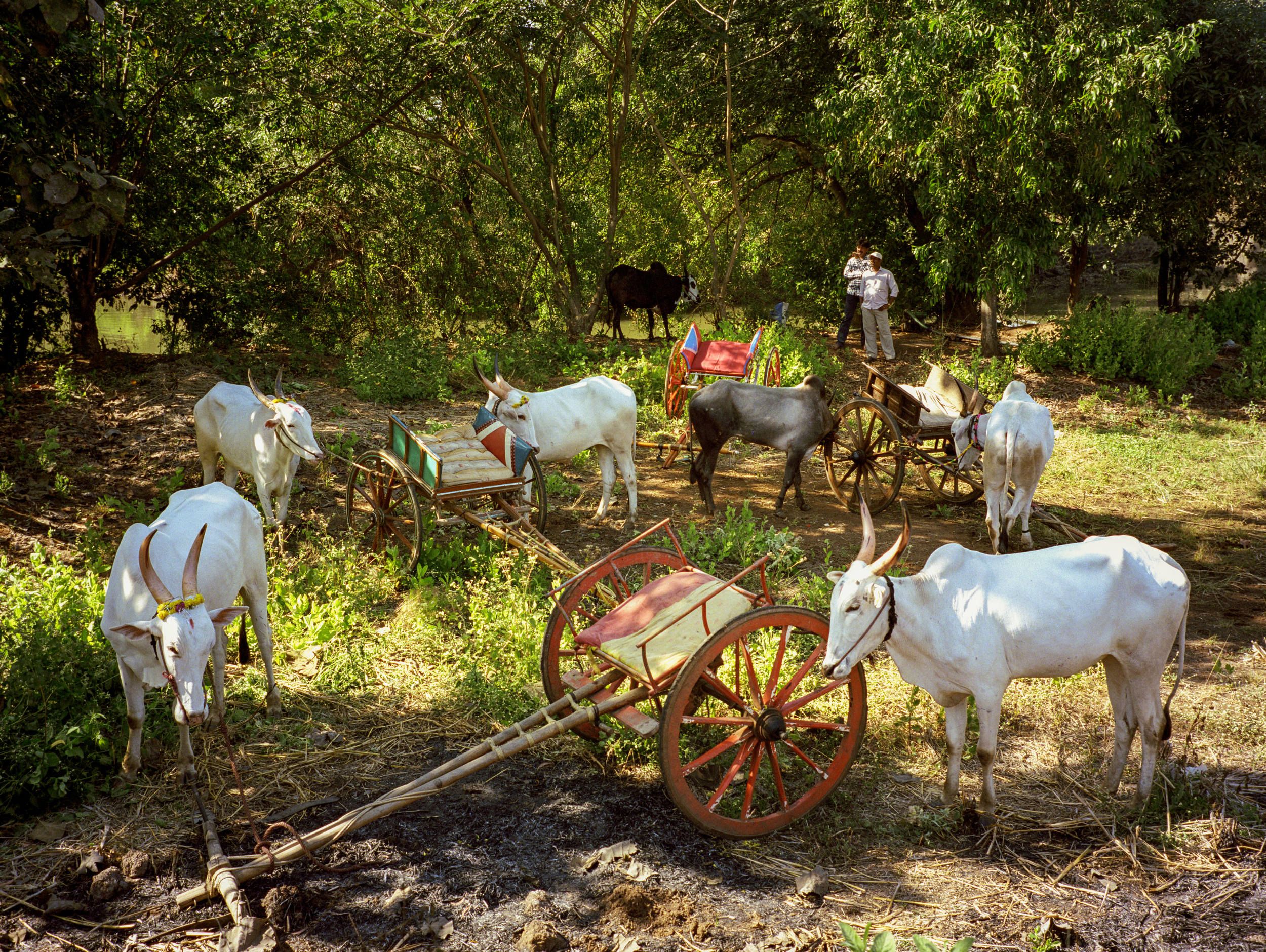 Mangaon-bull-racing-event-maharashtra-India.jpg