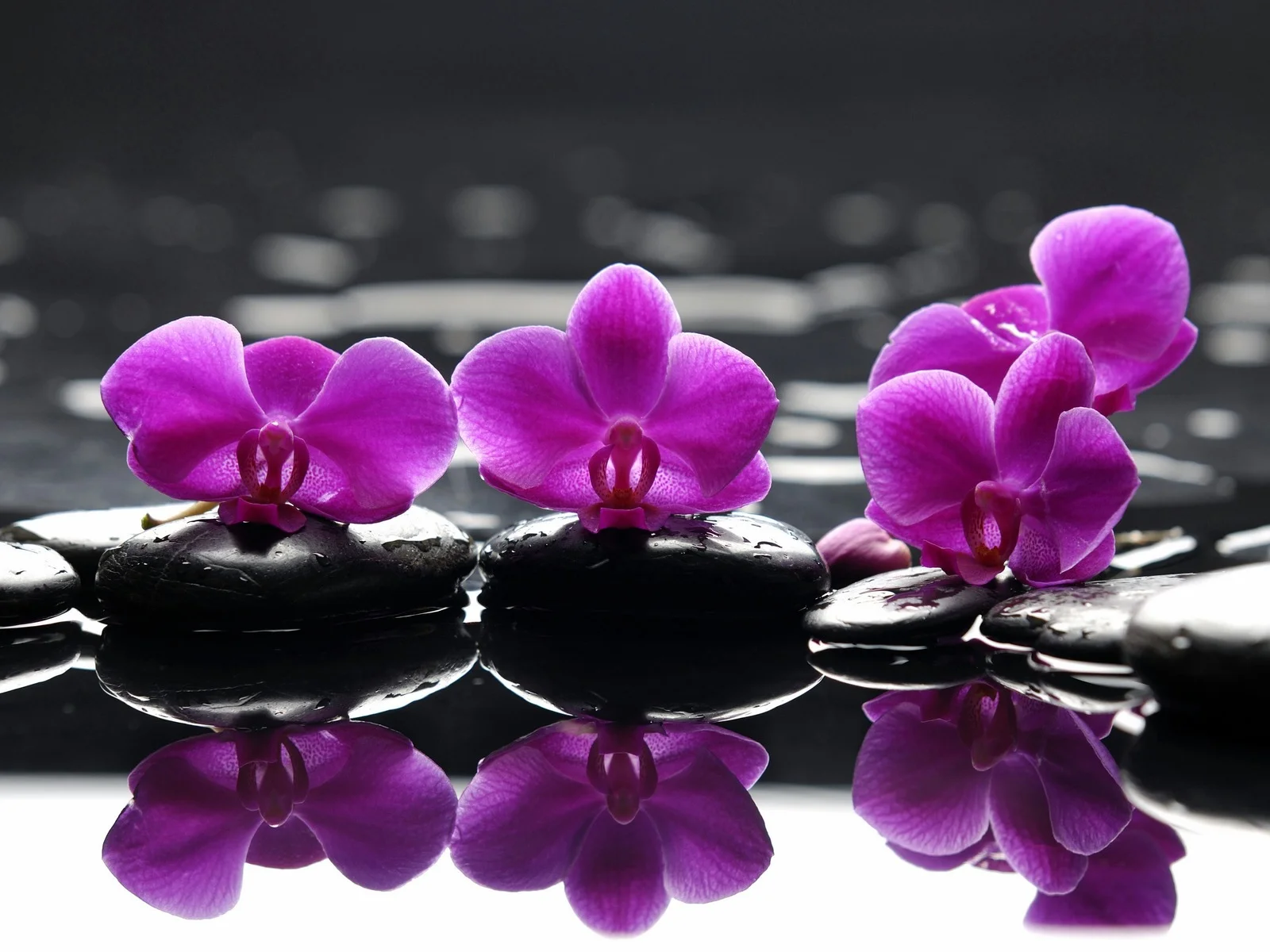 spa-flowers-purple.jpg
