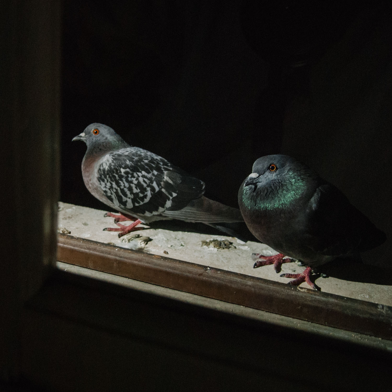 Piccioni-01__AAD9363.jpg