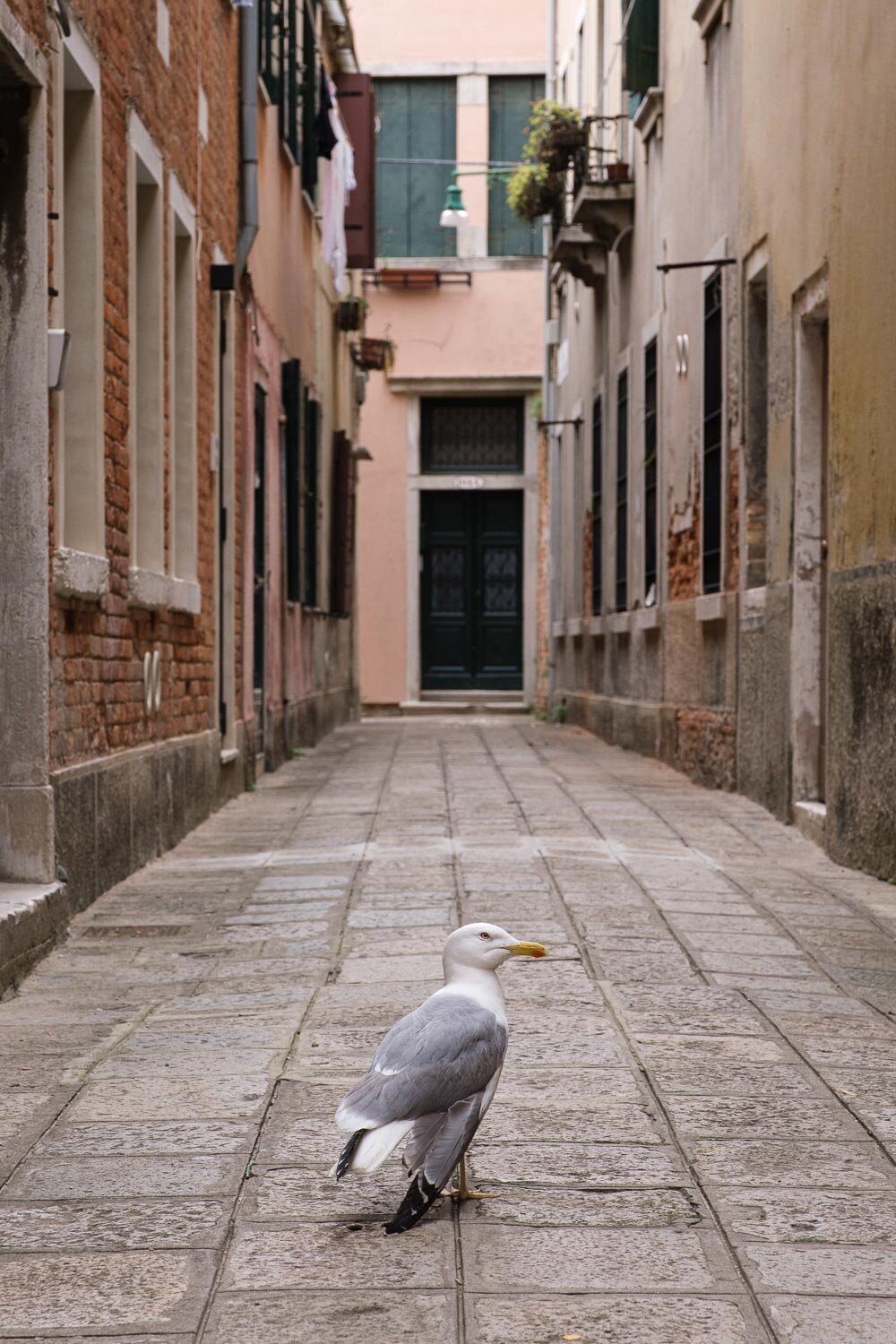 Venice Seagull