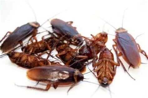 "Scattering cockroaches".