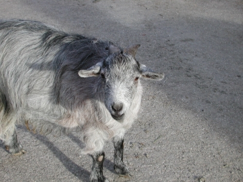 My friendly, not so crazy, goat from Asciano, Italy