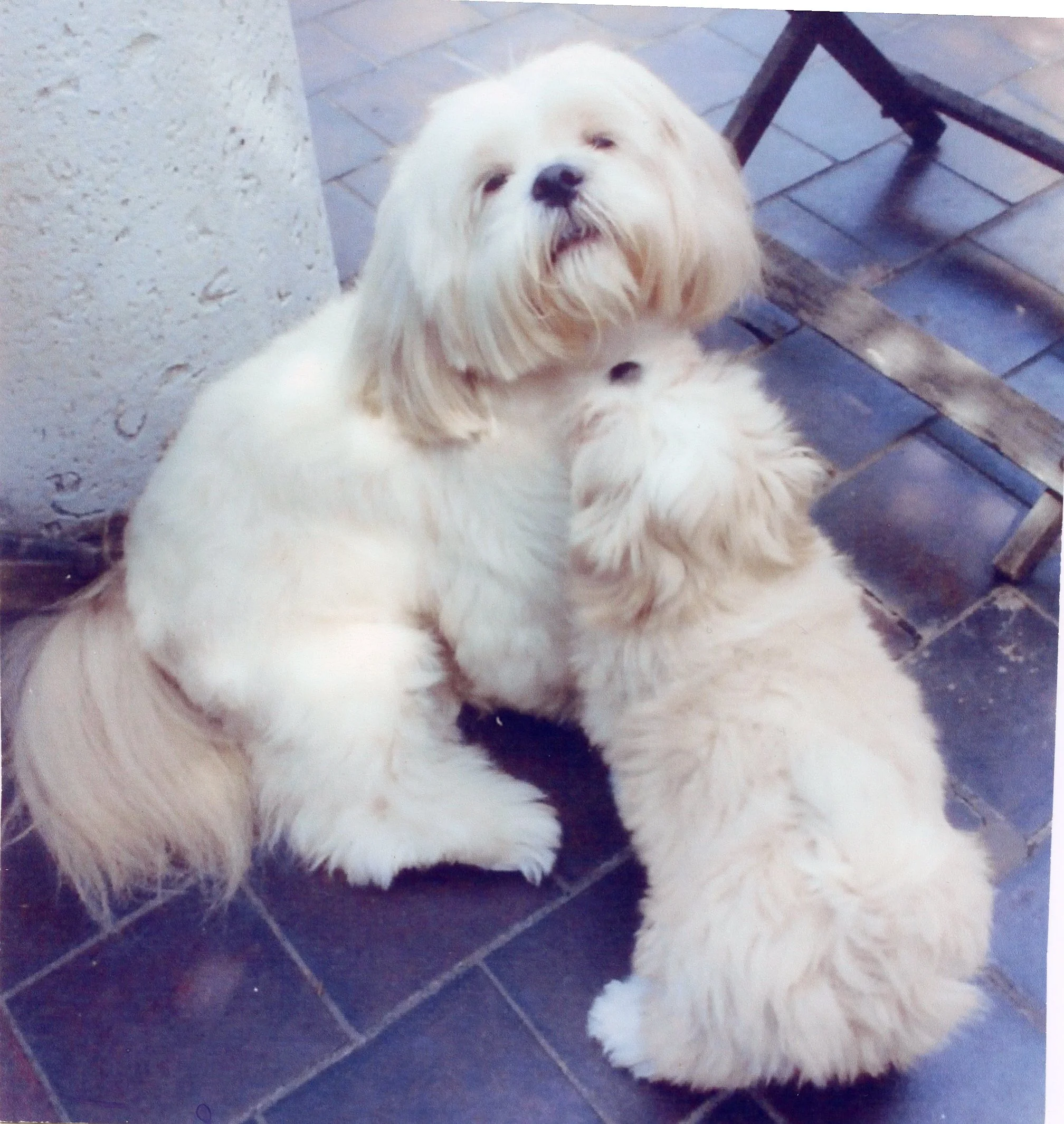 My boys - Charlie & Mo