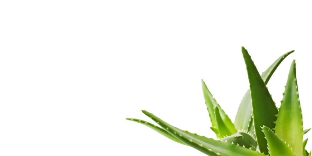 Aloe