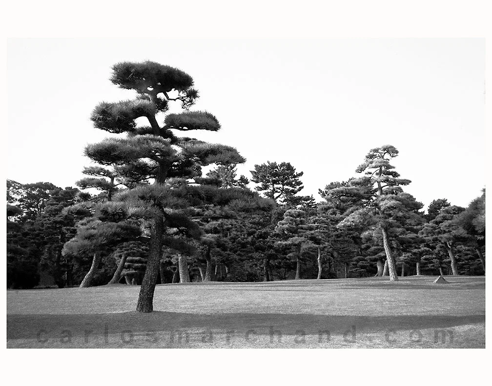 SNAPPING TOKYO