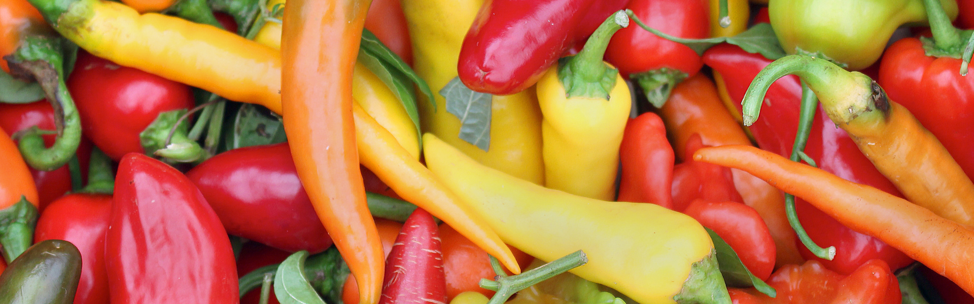 Untitled design-12.png