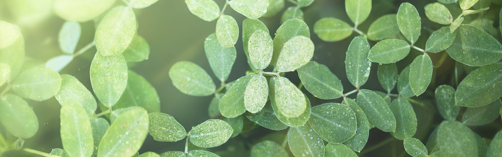 Untitled design-8.png