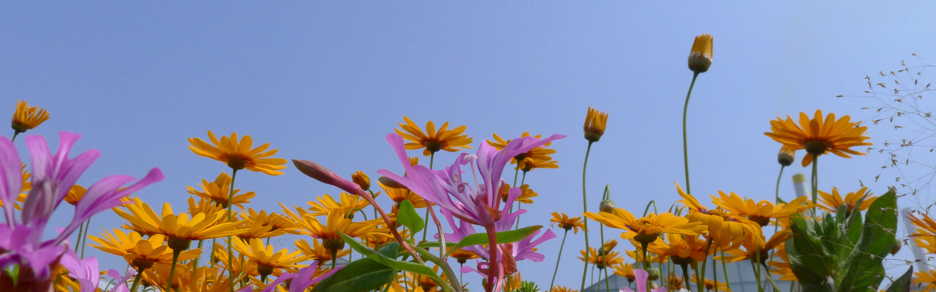 Untitled design-16.png