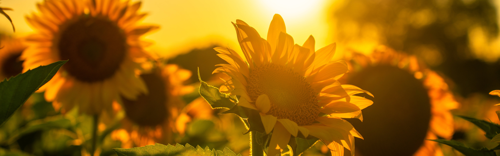 Untitled design-17.png