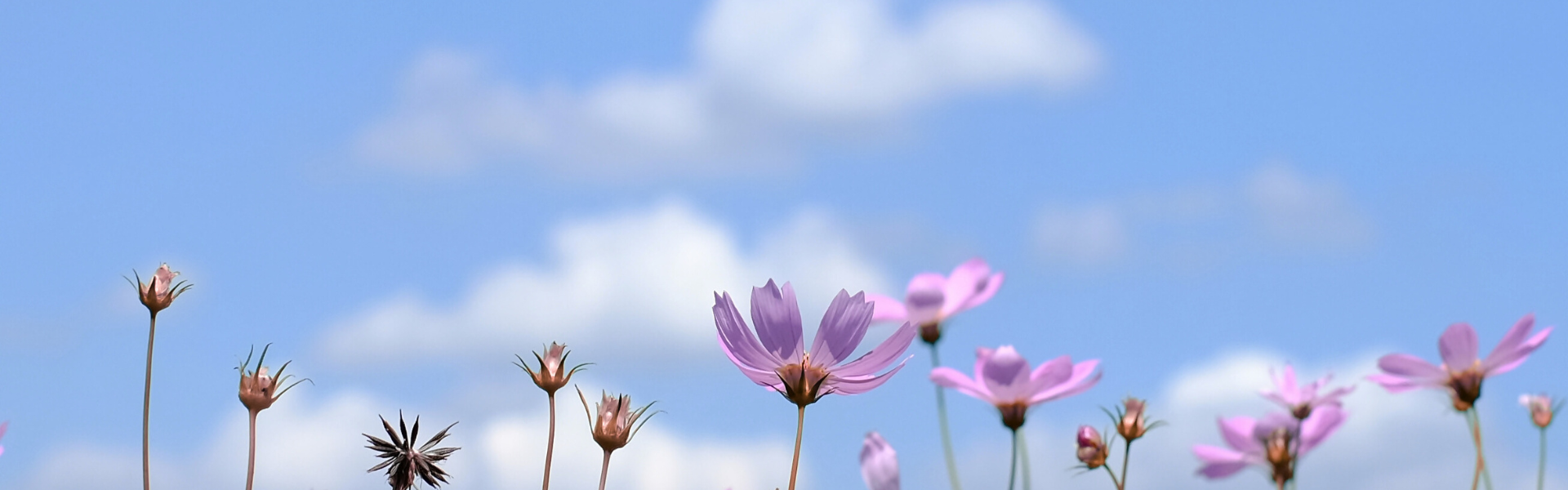 Untitled design-7.png