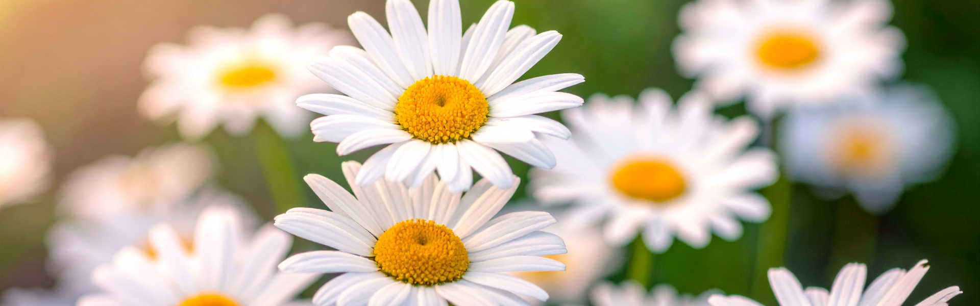 Untitled design-15.png