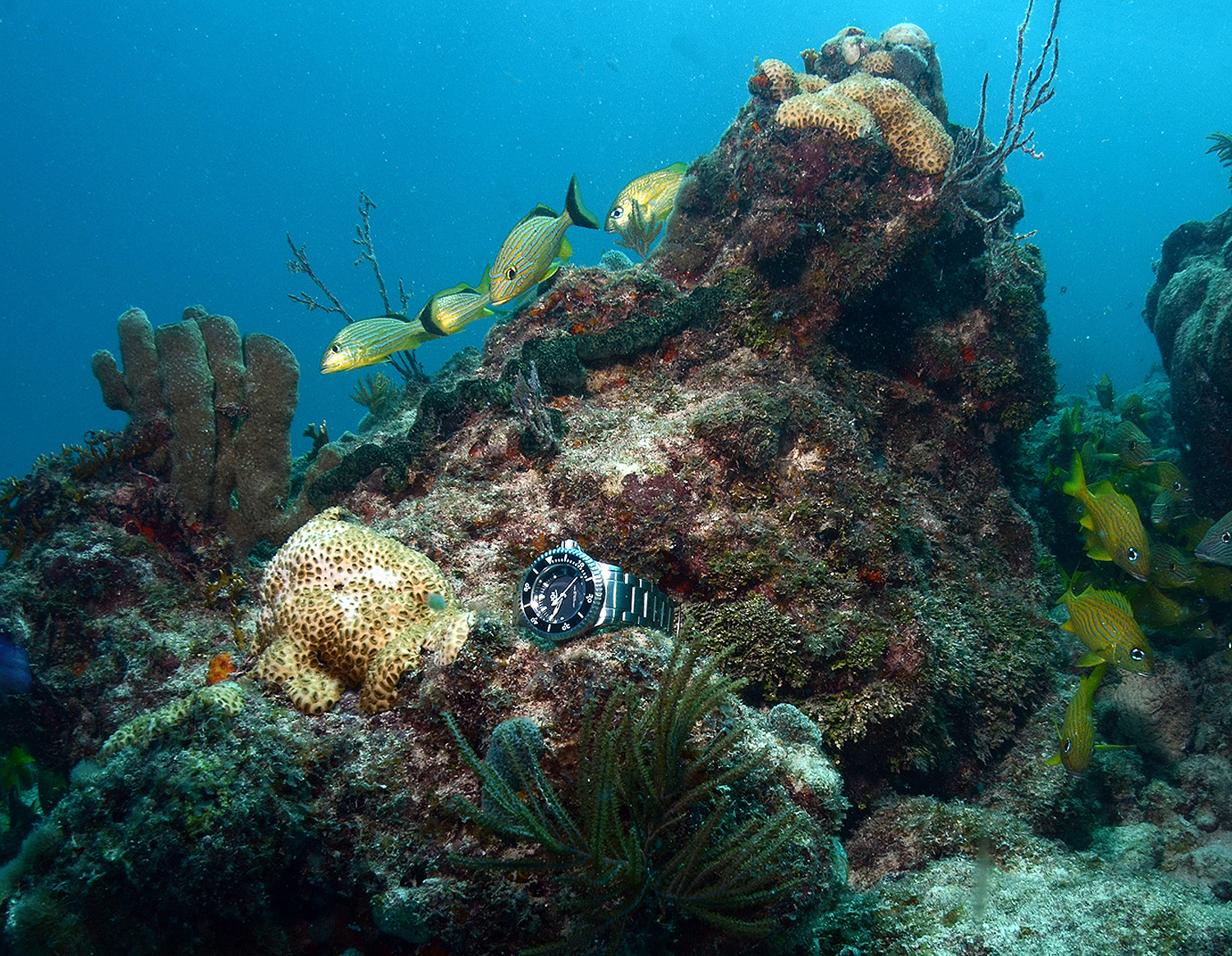 2015_DIVE_05.jpg