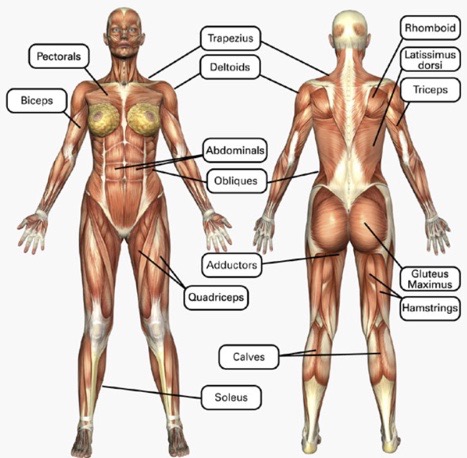 Our Muscles
