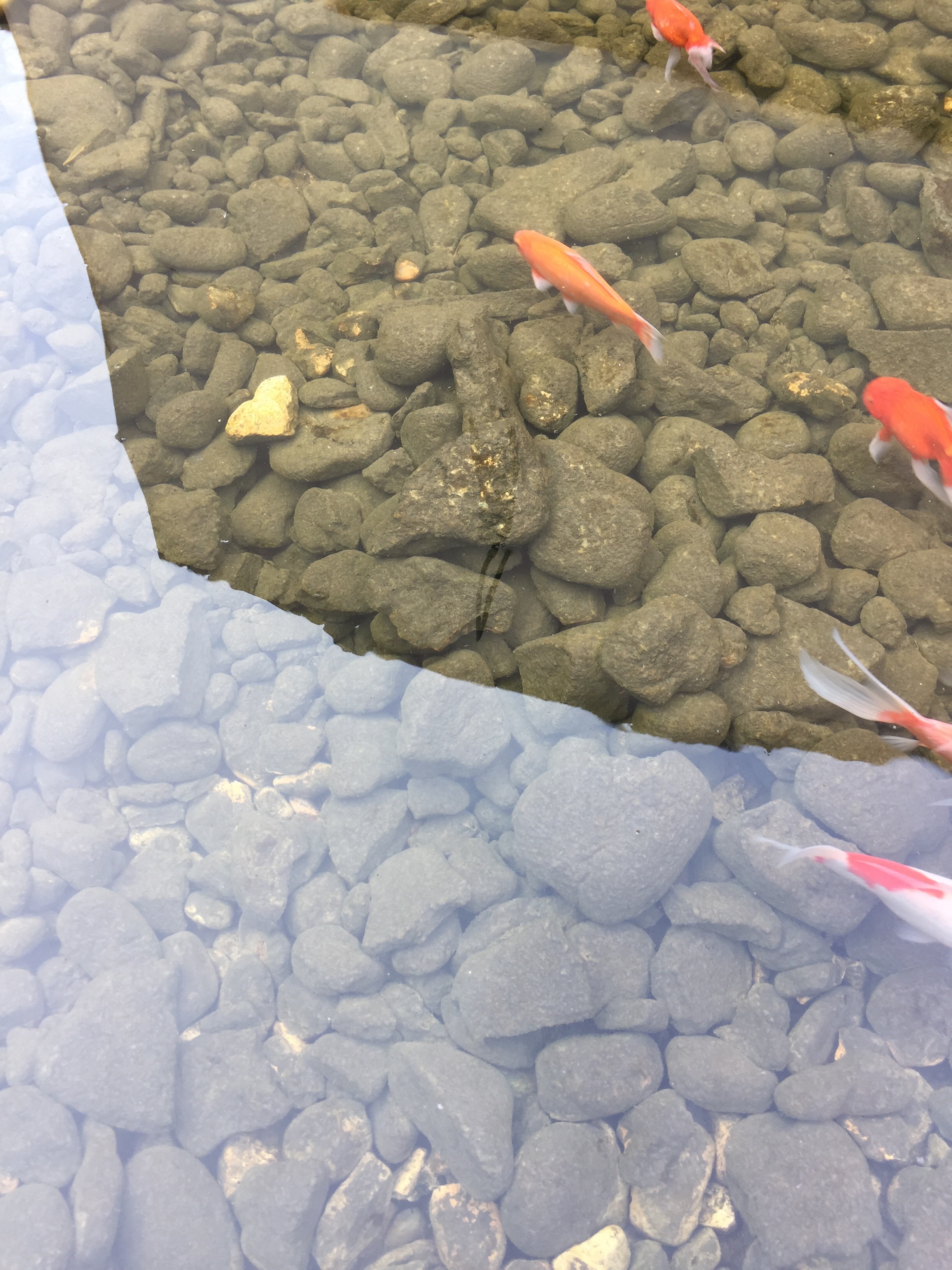 Koi pond at the Amangiri 
