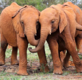 THE DAVID SHELDRICK WILDLIFE TRUST