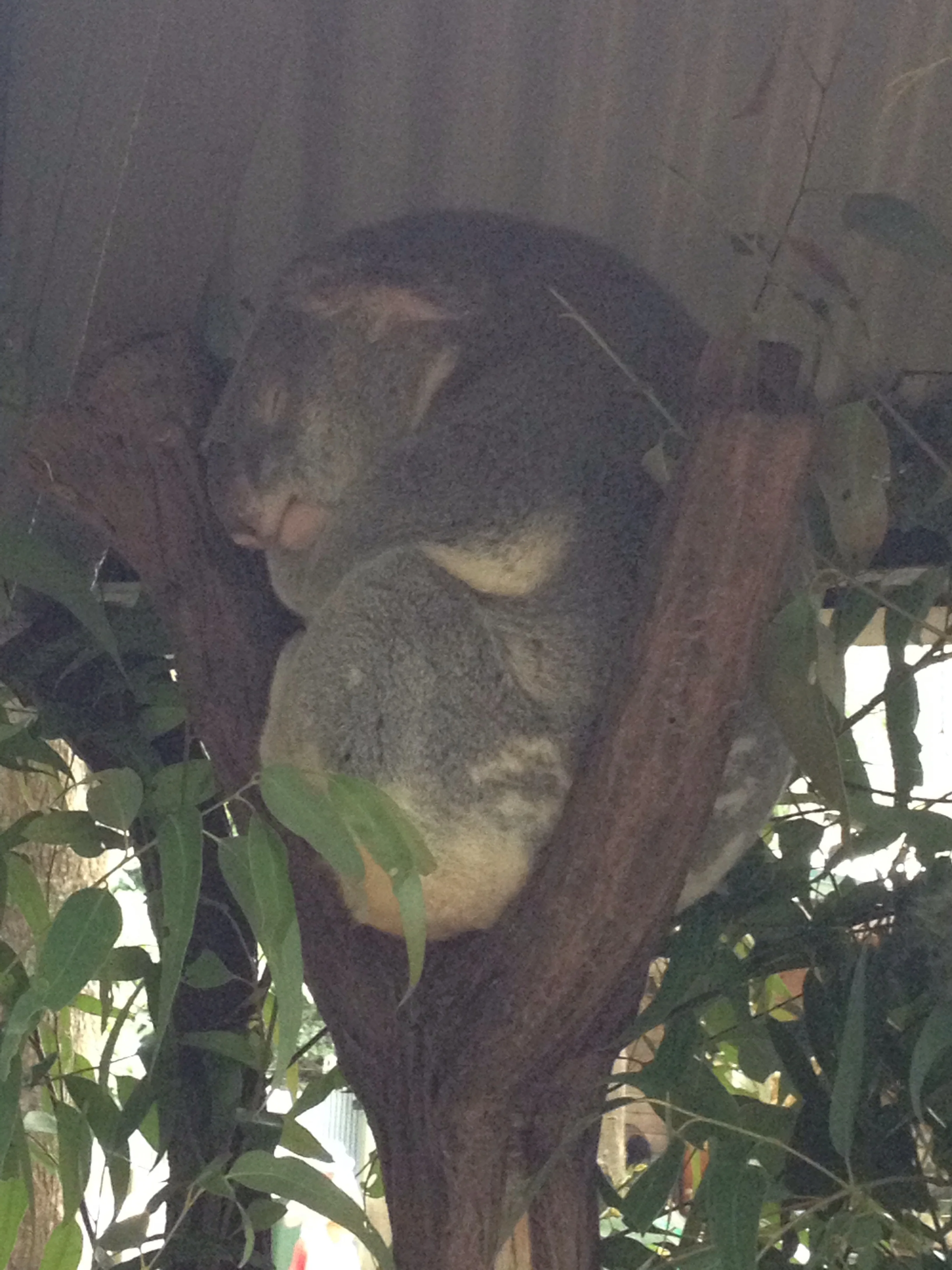 More koala!