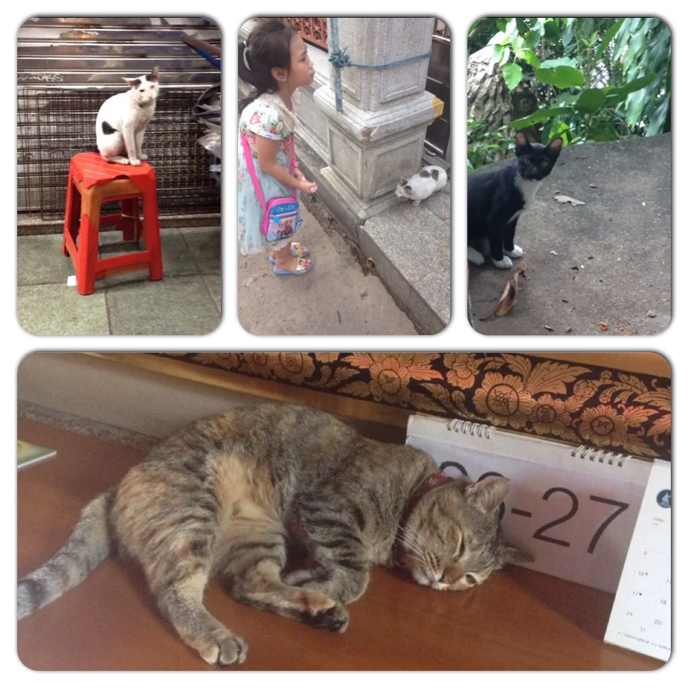 #catsofbangkok