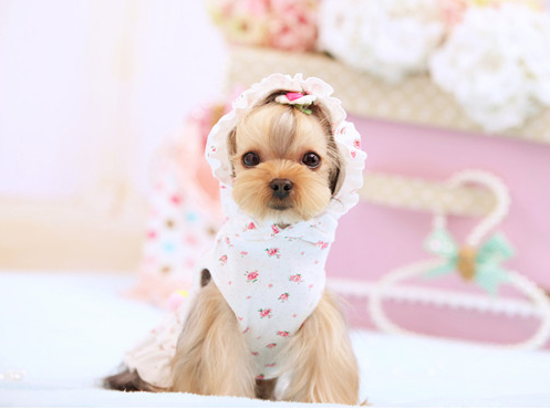 candygirl4.jpg