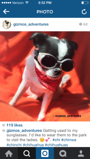 Top 10 Dog Names Trending On Instagram Wagdrobe Pet Fashion Surprise Box That S Uniquely Curated For Your Furry Friends