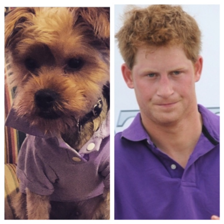 Ivy Leaguer Baxter: Prince Harry