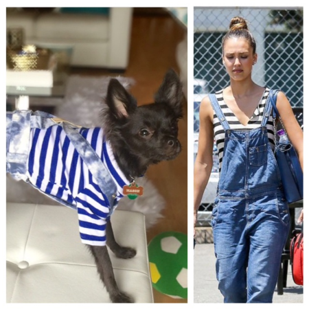 Pooch Next Door Mason: Jessica Alba