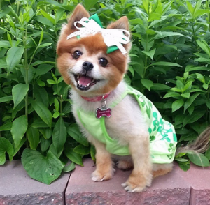 Babs (Instagram: sweatypoms) Dog-tagline: “In this neighborhood you have to look a certain way to fit in with the pack!”