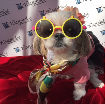 Warm & Trendy Pebbles the shihtzu. Loving the glasses & fashion scarf.