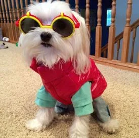 Wagdrobe D and D.JPG